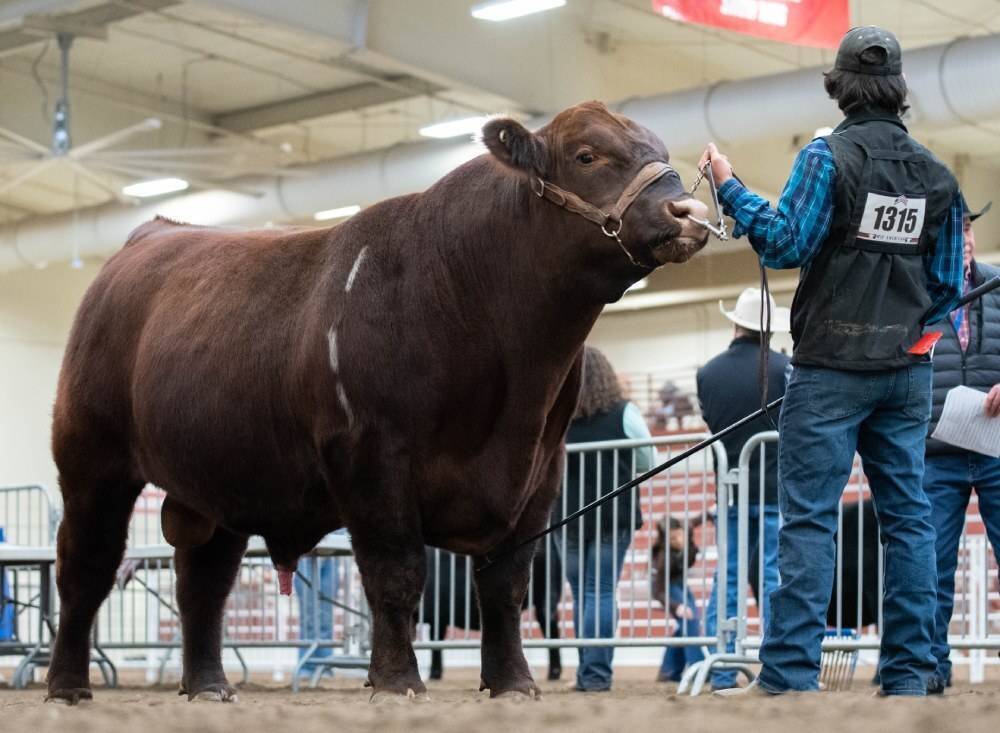 S Diamond Angus