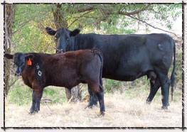 S Diamond Angus