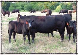 S Diamond Angus