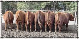 Red Angus