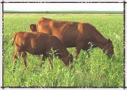 S Diamond Angus